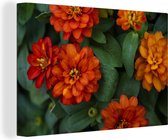 Canvas Schilderij Oranje zinnia bloemen - 120x80 cm - Wanddecoratie