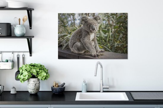 Peintures sur toile - Un koala assis sur une étagère - 90x60 cm - Décoration murale