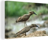 Canvas schilderij 140x90 cm - Wanddecoratie Een hamerkop op de rug van een andere in Afrika - Muurdecoratie woonkamer - Slaapkamer decoratie - Kamer accessoires - Schilderijen