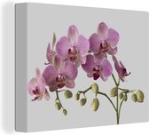 Canvas Schilderij Roze orchideeën op een grijze achtergrond - 40x30 cm - Wanddecoratie
