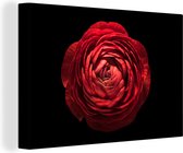 Une renoncule rouge gros plan sur toile de fond noir 60x40 cm - Tirage photo sur toile (Décoration murale salon / chambre) / Peintures Fleurs sur toile