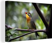 Rossignol japonais Looking Up Toile 90x60 cm - Tirage photo sur toile (Décoration murale salon / chambre)