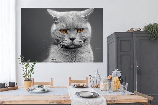 Poster Chat American Shorthair aux yeux orange 180x120 cm - Tirage photo sur Poster (décoration murale salon / chambre) / Poster Animaux domestiques XXL / Groot format!