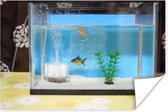 Twee visjes in een aquarium poster 180x120 cm - Foto print op Poster (wanddecoratie woonkamer / slaapkamer) XXL / Groot formaat!
