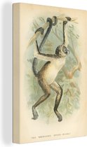 Ancienne illustration d'un singe araignée 20x30 cm - petit - Tirage photo sur toile (Décoration murale salon / chambre)