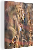 Oiseaux colorés sur des branches sèches dans la forêt 30x40 cm - petit - impression photo sur toile peinture (Décoration murale salon / chambre à coucher) / Mammifères toile Peintures