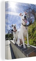 Canvas Schilderij Twee Jack Russel honden op een muur - 60x90 cm - Wanddecoratie