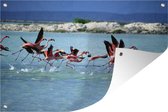 Tuinposter - Tuindoek - Tuinposters buiten - Flamingo's vliegen uit het lichtblauwe water van Bonaire - 120x80 cm - Tuin