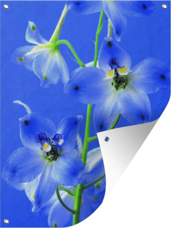Affiche de jardin - Ciel bleu sur un delphinium - 90x120 cm