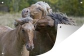 Trois chevaux de fjord qui jouent 180x120 cm XXL / Groot format!