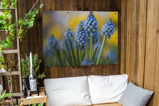 Tuinposter 120x90 cm - Tuindecoratie Close-up van meerdere druifhyacinten - Poster voor in de tuin - Buiten decoratie - Schutting tuinschilderij - Tuindoek muurdecoratie - Wanddecoratie balkondoek