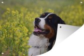 Un bouvier bernois parmi les fleurs jaunes affiche de jardin 90x60 cm - Toile de jardin / Toile d'extérieur / Peintures d'extérieur (décoration de jardin)