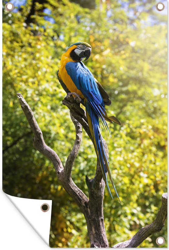 Un seul ara à bleue assis sur une branche Affiche de jardin 40x60 — free download