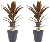 Duo 2x Cordyline Rumba met Anna grey ↨ 40cm - 2 stuks - hoge kwaliteit planten