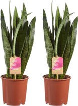 Sanseveria, vrouwentong ↨ 50cm - 2 stuks - hoge kwaliteit planten