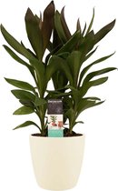Cordyline Glauca met Elho brussels soap ↨ 60cm - hoge kwaliteit planten