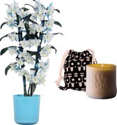 Set Bamboo orchid ‘make-upz blue’ en geurkaars Lucky Candle Brown ↨ 50cm - planten - binnenplanten - buitenplanten - tuinplanten - potplanten - hangplanten - plantenbak - bomen - plantenspuit