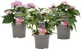 Trio Decorum Starcluster ↨ 25cm - 3 stuks - planten - binnenplanten - buitenplanten - tuinplanten - potplanten - hangplanten - plantenbak - bomen - plantenspuit