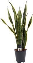 Sansevieria Laurentii ↨ 60cm - hoge kwaliteit planten