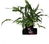 Lova Microsorum Diversifolium ↨ 48cm - hoge kwaliteit planten