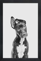 JUNIQE - Poster in houten lijst Hond – Zwart | Wit -20x30 /Grijs &