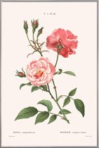 JUNIQE - Poster met kunststof lijst Rosier - Toujours Fleuri -13x18