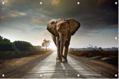 Olifant op weg - Foto op Tuinposter - 150 x 100 cm