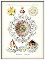 Periphylla - Peromedusae (Kunstformen der Natur), Ernst Haeckel - Foto op Akoestisch paneel - 120 x 160 cm