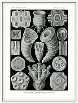 Cyathophyllum - Tetracoralla (Kunstformen der Natur), Ernst Haeckel - Foto op Akoestisch paneel - 60 x 80 cm