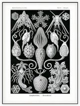 Placocystis - Amphoridea (Kunstformen der Natur), Ernst Haeckel - Foto op Akoestisch paneel - 150 x 200 cm