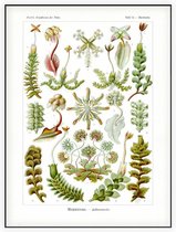 Marchantia - Hepaticae (Kunstformen der Natur), Ernst Haeckel - Foto op Akoestisch paneel - 90 x 120 cm