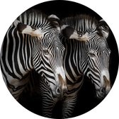 Zebra koppel op zwarte achtergrond - Foto op Behangcirkel - ⌀ 40 cm