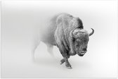 Poster – Buffel in de Sneeuw - 60x40cm Foto op Posterpapier