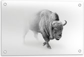 Tuinposter – Buffel in de Sneeuw - 60x40cm Foto op Tuinposter (wanddecoratie voor buiten en binnen)