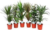 Kamerplanten van Botanicly – 6 × Drakenboom – Hoogte: 60 cm – Dracaena Mix