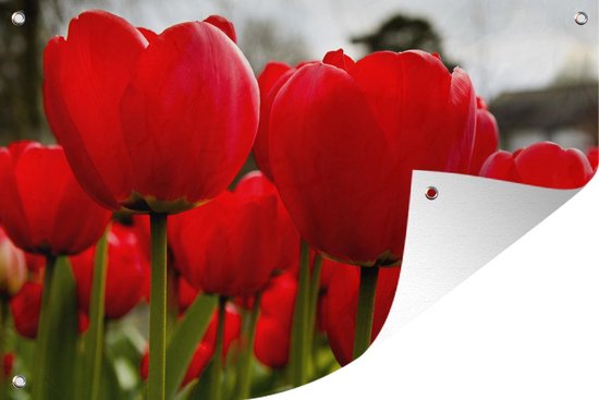Gros plan de tulipes rouges Affiche de jardin 180x120 cm - Toile de jardin / Toile d'extérieur / Peintures d'extérieur (décoration de jardin) XXL / Groot format!