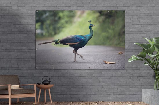 Pauw se promène dans la rue 180x120 cm XXL / Groot format!