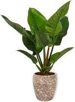 Kamerplant Philondendron Imperial Green - ± 60cm hoog – 19cm diameter in creme kleurige pot