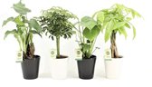 Trendy Kamerplanten Mix - Zwart Wit Keramiek Potjes - Set van 4 - Luchtzuiverend - Alocasia, Pachira, Schefflera, Monstera