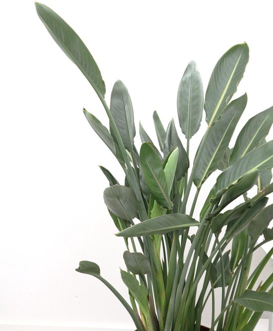 Strelitzia Reginae - 140cm