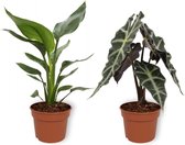 Set van 2 Kamerplanten - Strelitzia Reginae & Alocasia Polly - ±  30cm hoog - 12cm diameter