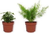 Set van 2 Kamerplanten -Coffea Arabica & Asparagus Sprengeri - ±  25cm hoog - 12cm diameter