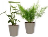 2 kamerplanten - Asparagus Sprengeri - Sierasperge & Monstera Deliciosa - Gatenplant - ± 25cm hoog - ± 12cm diameter - in Champagne Metallic pot