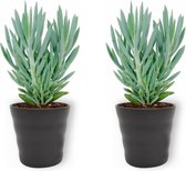 2x Kamerplant Senecio Curio Mount Everest - ± 25cm hoog – 12 cm diameter - in zwarte pot