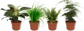 Set van 4 Kamerplanten - Asparagus Plumosus & Cyperus Zumula & Nephrolepis Vitale & Philodendron White Wave - ± 25cm hoog - 12cm diameter