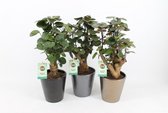 Kamerplanten van Botanicly – 3 × Polyscias in keramische pot als set – Hoogte: 40 cm – Polyscias Fabian