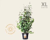 Cercidiphyllum japonicum - XL