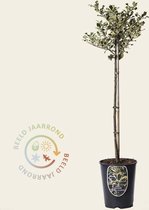 Ilex aquifolium 'Argentea Marginata' - 60 cm stam