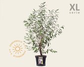 Prunus serrula - XL