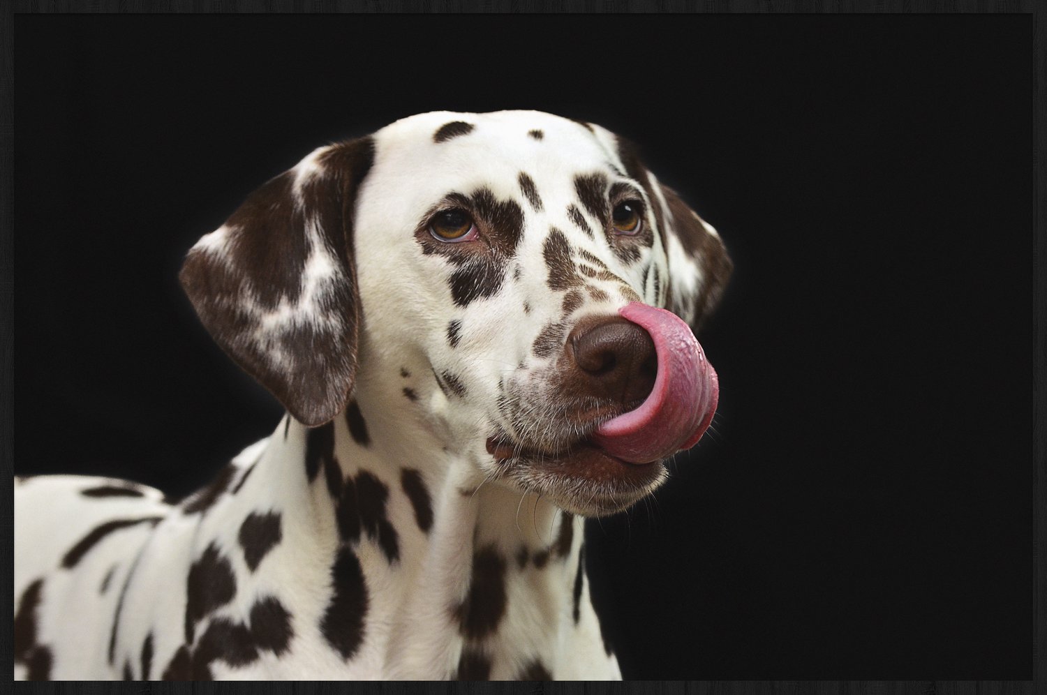 Schilderij - Dalmatiër - hond - Collectie faces - Forex met zwarte lijst - 148x98cm